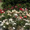 Комплексные удобрения для роз – гарантия роста и цветения Можно ли посыпать розы золой
