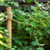 Шпалера для малины: оптимальное приспособление для ухода за растением