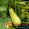 Сорта и виды кабачков: описание, характеристики, особенности выращивания Как называются пупырчатые кабачки
