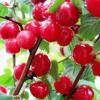 Войлочная вишня: разнообразие сортов и особенности выращивания Советы по выращиванию и уходу
